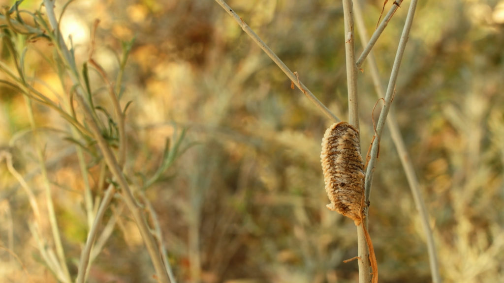 Female bordered mantises lay about 100 eggs inside a stiff foamy protective case called an ootheca. Photo by Josh Cassidy/KQED