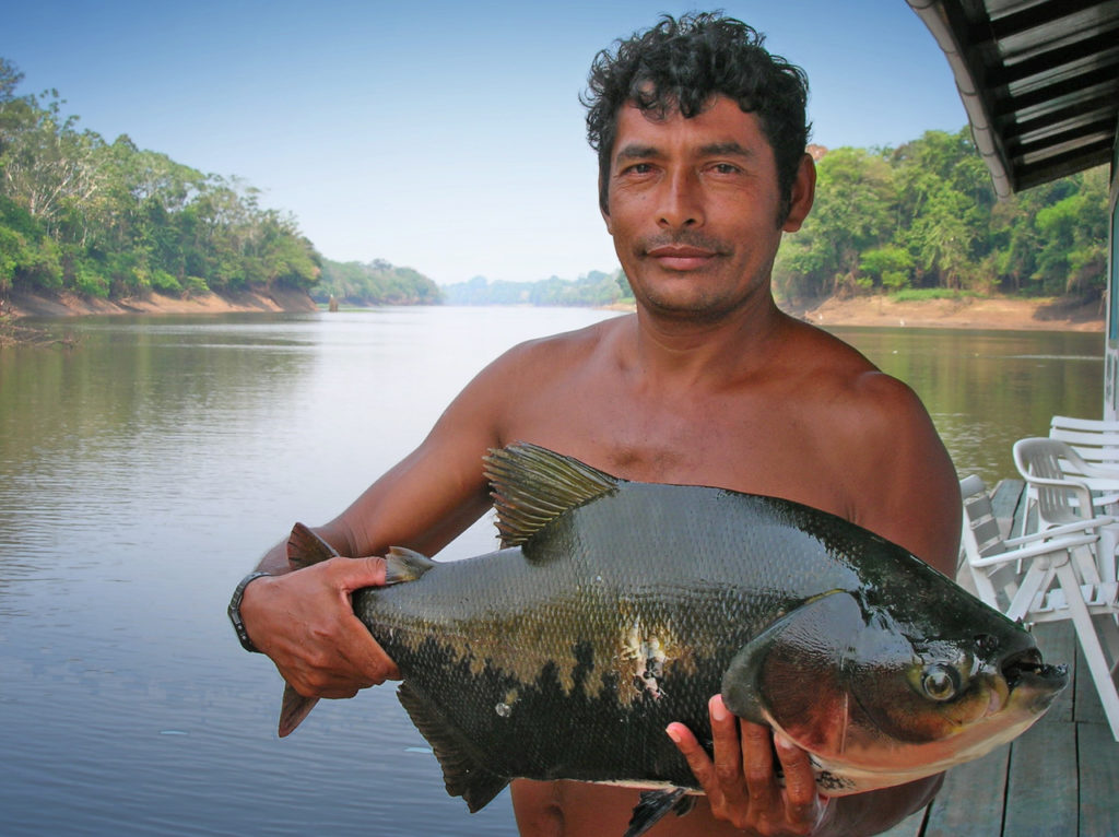 A fisherman holds a tambaqui, a large species of freshwater fish that is highly prized. It feeds mainly on tree fruits found in floodplain forests. Photo by Leandro Castello/Virginia Tech