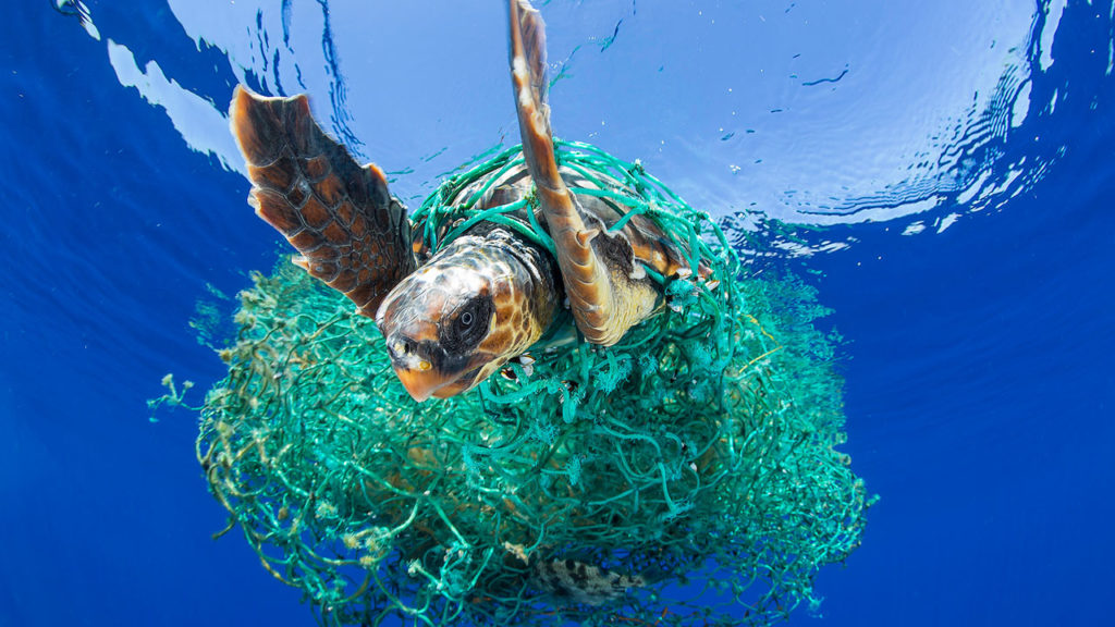 A sea turtle entangled in a ghost net. Photo by Francis Perez