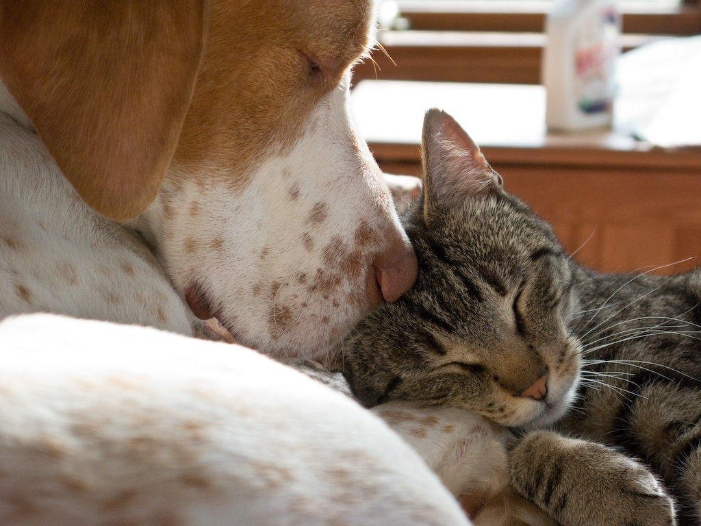 Regardless of how many neurons dogs and cats have, they're still intelligent creatures who love you and deserve your love too. Photo by Roger H. Goun/via Flickr