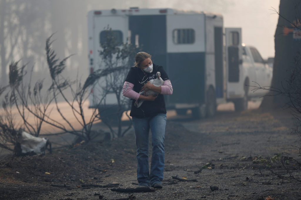 Equine veterinarian Jesse Jellison carries an injured goose to a waiting transport during the Camp Fire in Paradise, California, U.S. November 10, 2018. Photo by Stephen Lam/Reuters