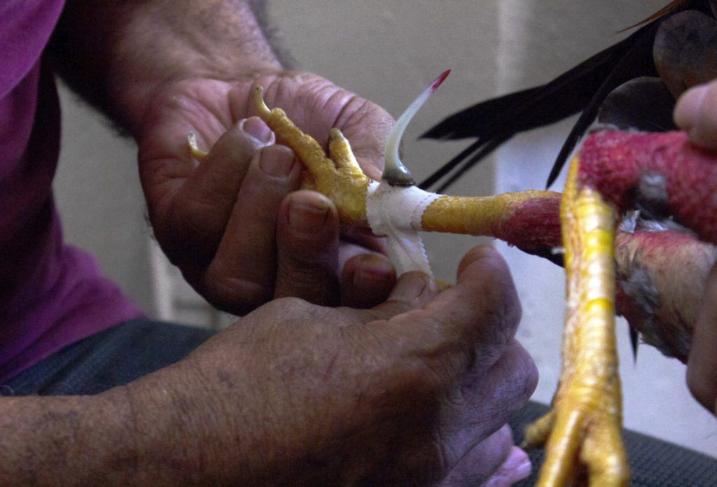 Before the matches begin, the roosters' natural spurs are cut off from their legs and replaced with sharp plastic spurs. The materials and the length of the plastic spur are regulated by the Department of Sports and Recreation. Photo by Gabriela Martinez/PBS NewsHour