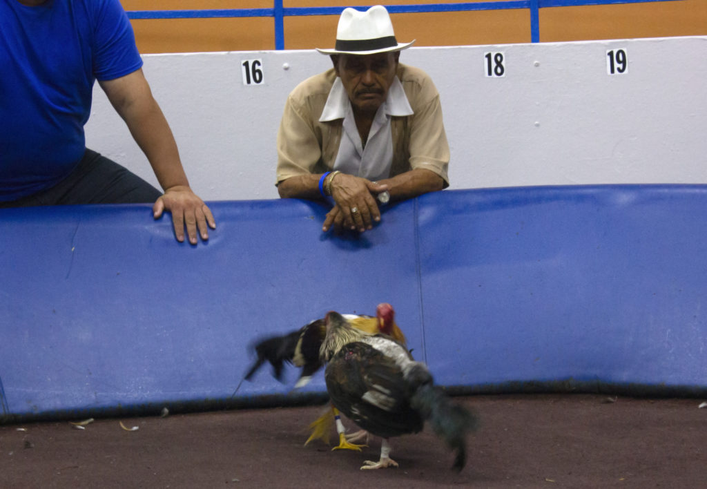 Roosters fight at the Gallera Rancho Alegre club in San Sebastian, Puerto Rico. Participants place official bets before the match, but also bet informally during the fights, which can last up to 12 minutes. Photo by Gabriela Martinez/PBS NewsHour