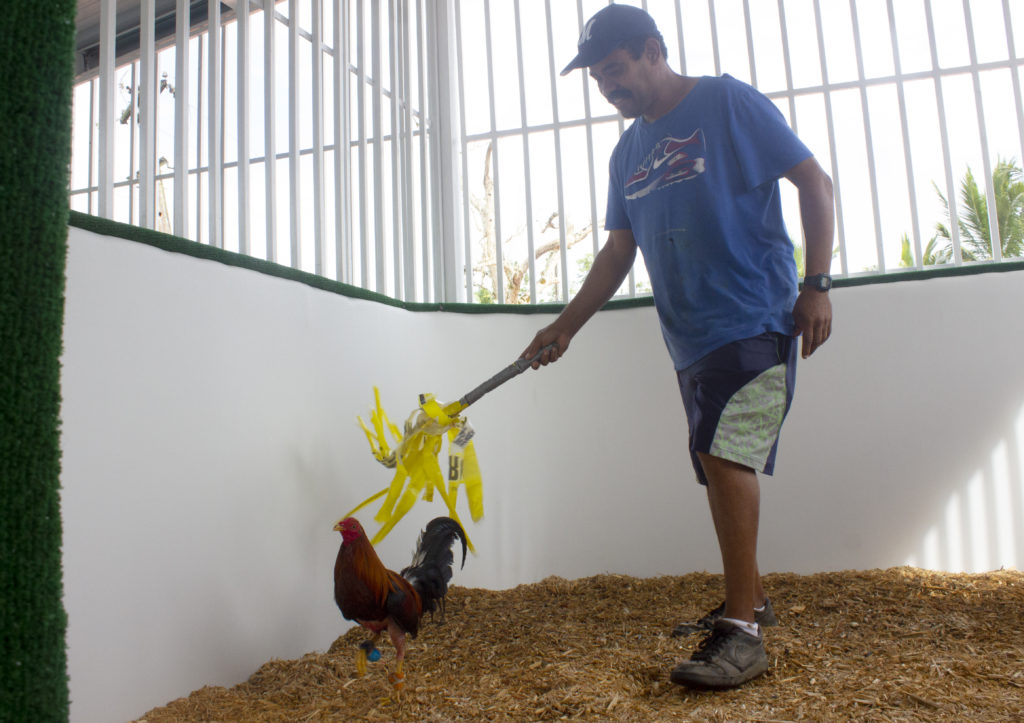 José Santiago, who has worked as a trainer for 22 years, uses a makeshift tool to chase a rooster at a farm in Cidra, Puerto Rico. Running is an important part of a rooster’s athletic training, Santiago said. Photo by Gabriela Martinez/PBS NewsHour