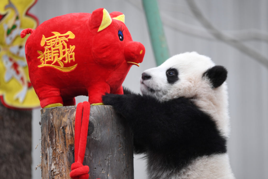 A giant panda cub plays with a stuffed toy pig during an event to celebrate the Chinese Lunar New Year of Pig, at Shenshuping panda base in Wolong, Sichuan province, China on January 31, 2019. China Daily via Reuters