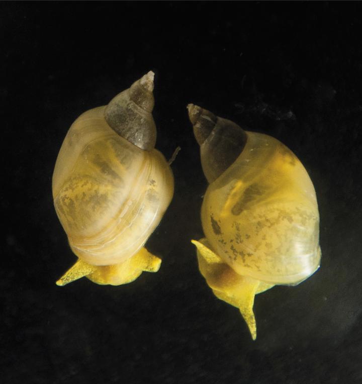 Just one gene in these snails controls whether their shells -- and the rest of their bodies -- coil to the left or the right. Image by Hiromi Takahashi via dev.biologists.com
