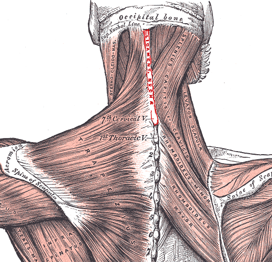 Nuchal ligament is highlighted in bright red. Image by Häggström, Mikael (2014). "Medical gallery of Mikael Häggström 2014"