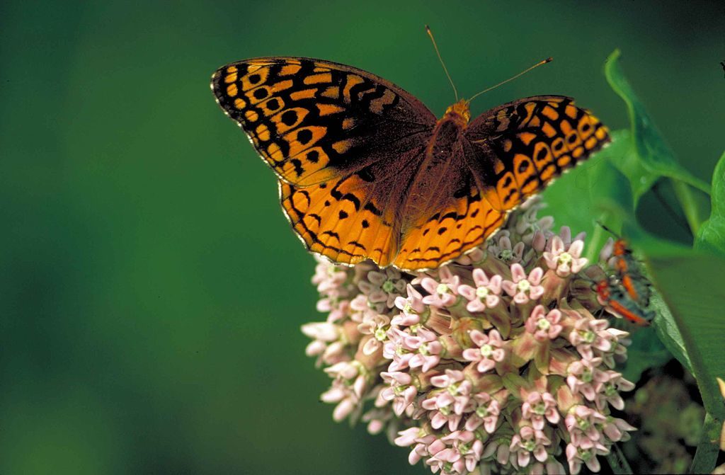 A great spangled fritillary butterfly. Many species are easy for volunteer scientists to identify from a distance with just a little training. Image by Thomas G. Barnes/USGS