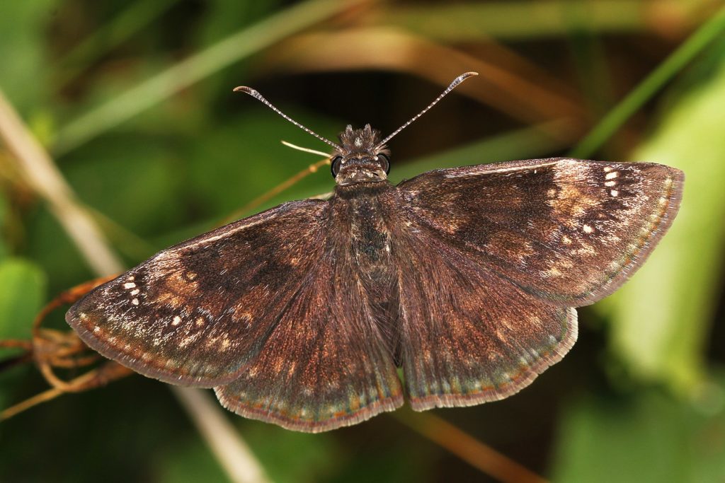A wild indigo duskywing butterfly. The caterpillars of this species thrive on crown vetch, a plant often used for erosion control during construction projects. Image by Judy Gallagher/Flickr