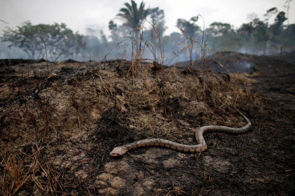 A snake is seen while a tract of the Amazon jungle burns as it is cleared by loggers and farmers in Porto Velho, Brazil August 24, 2019. Photo by REUTERS/Ueslei Marcelino