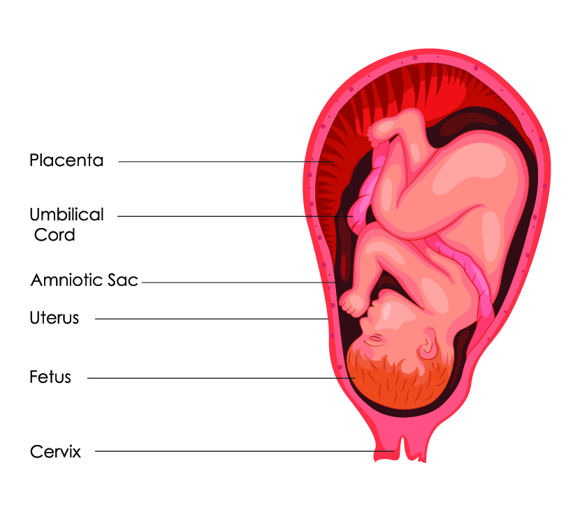 Basic diagram of a fetus. Image by vecton/via Adobe Stock