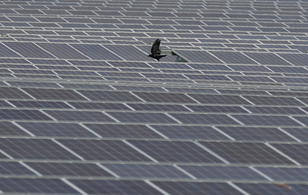 A crow flies over panels at Clayhill Solar Power Farm, Britain's first to operate without a government subsidy in Westoning, Britain September 26, 2017. Photo by REUTERS/Darren Staples