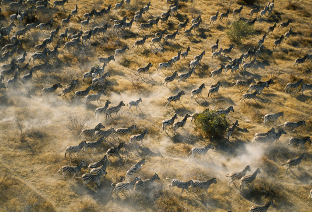 Thousands of zebra congregate near last remaining waterhole before they begin their annual migration from Makgadikgadi Pans to Boteti River in Botswana. Photo by George Steinmetz/via Getty Images