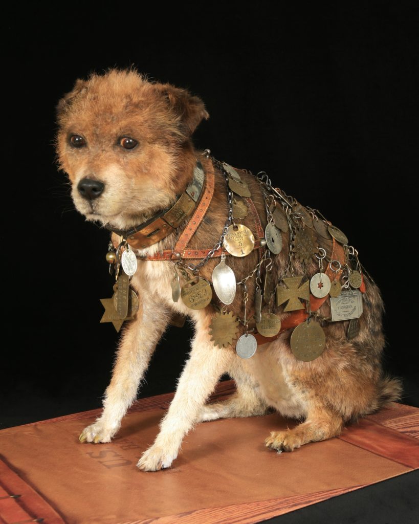 Owney the dog, who was the unofficial mascot of the Railway Post Office in the late 1800s. The tags and medals on his collar marked his travels. After he died in 1897, mail clerks raised money to preserve Owney. He was currently on display at the National Postal Museum in Washington, D.C. Image courtesy of National Postal Museum