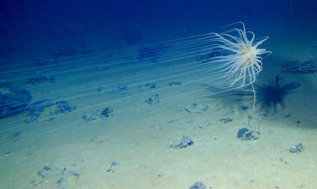 A new species of Cnidaria, found in the Clarion-Clipperton Fracture Zone, that lives on sponge stalks attached to nodules and resembles a jellyfish.