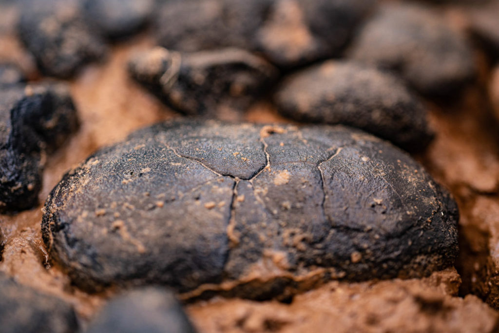 A polymetallic nodule containing manganese, nickel, cobalt and copper gathered from the seafloor.