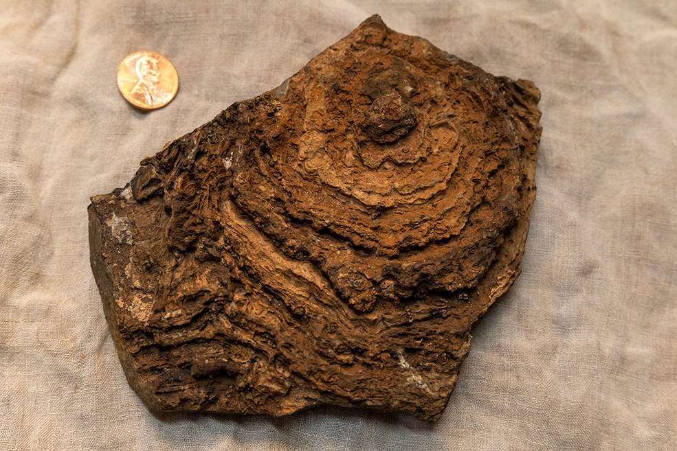 This image shows the finely layered internal structure of a stromatolite, or multi-billion year old rock formation that points to the existence of early microbial life, from the Pilbara Craton in Western Australia. It is shown beside a penny to indicate its size, which is several times larger.
