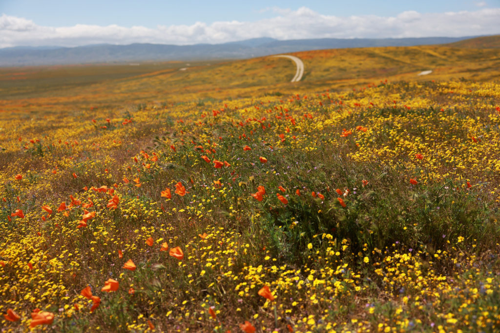 Poppies super bloom near the Antelope Valley California Poppy Reserve in Lancaster