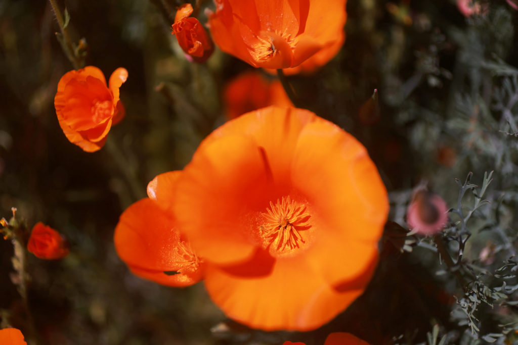 Poppies super bloom near the Antelope Valley California Poppy Reserve in Lancaster