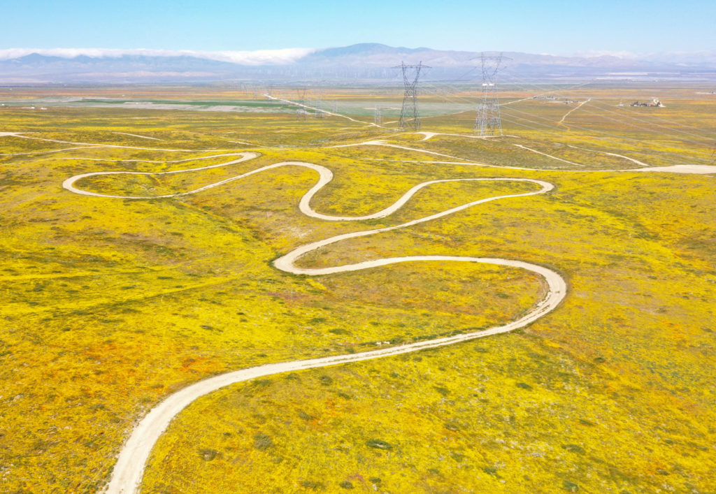 Poppies super bloom near the Antelope Valley California Poppy Reserve in Lancaster