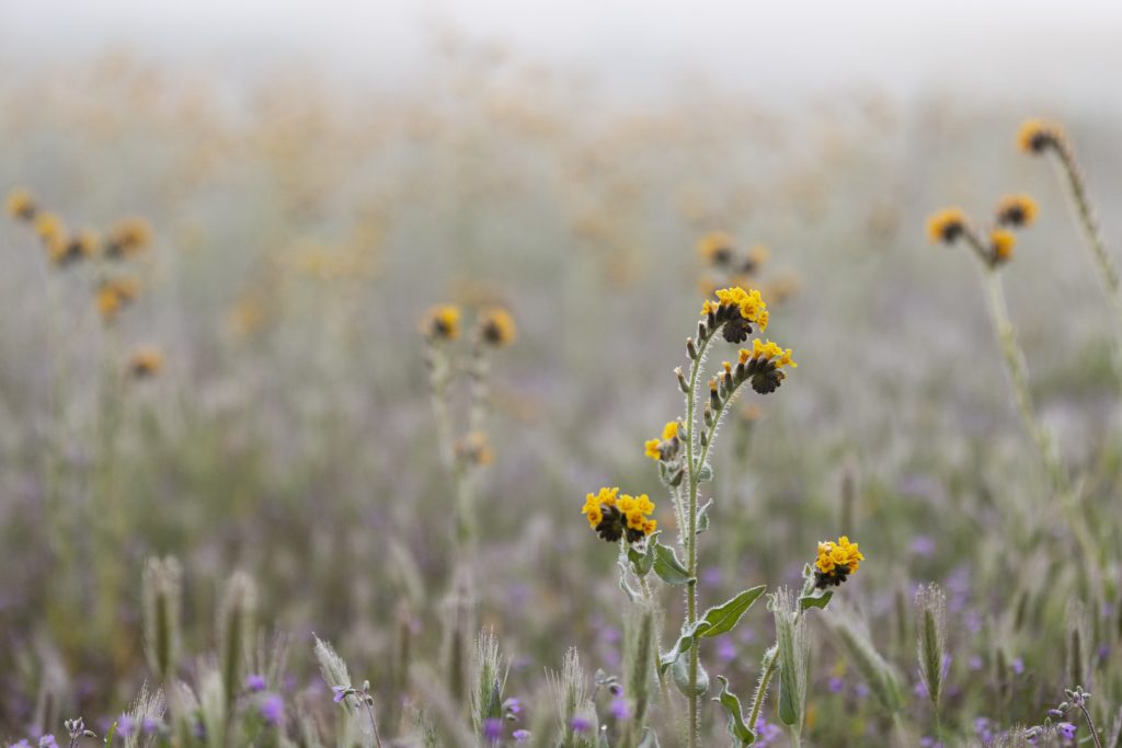 Wet Winter Brings 'Super Bloom' To Central California
