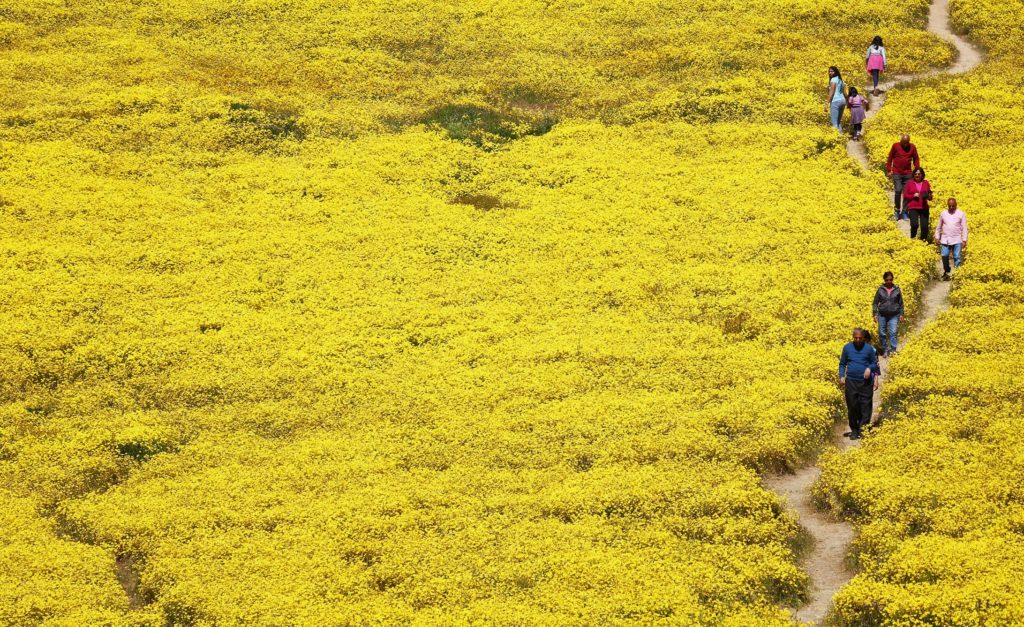 California's Unusually Wet Winter Brings Spring Superbloom Of Flowers