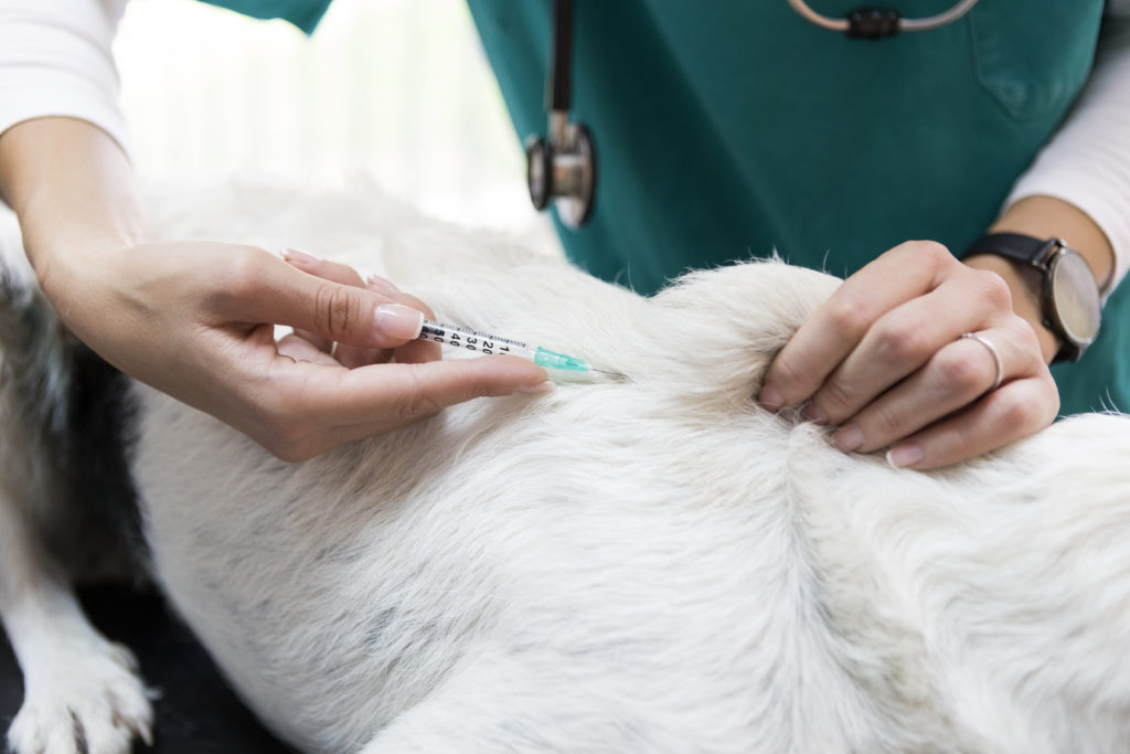 Female veterinarian giving a dog a vaccine shot