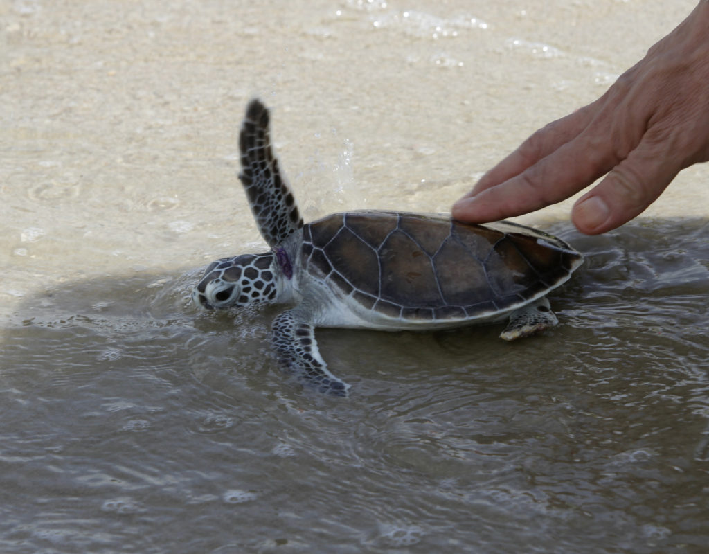 A man releases a Green turtle into the sea at the Sea Turtle Conservation Center of the Royal Thai Navy, in Sattahip