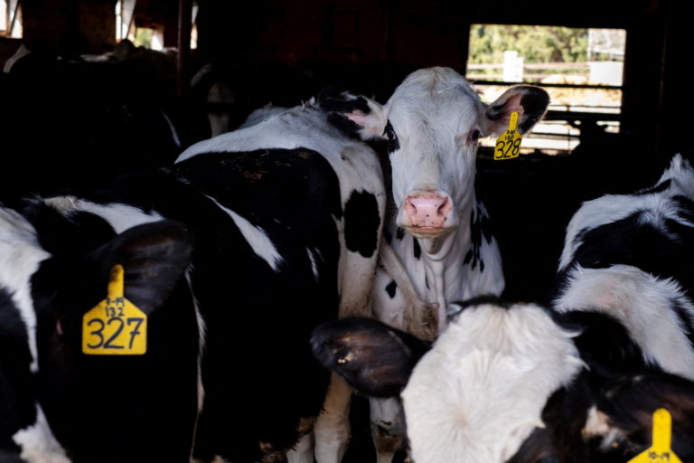 Dairy farmer Brent Pollard in Rockford