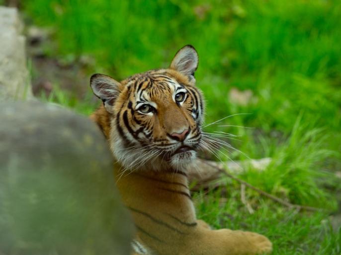 Coronavirus: world's first Corona-positive animal found, infected with zoo tiger in america MMG | Coronavirus : जगातील पहिला कोरोना पॉझिटीव्ह प्राणी आढळला, प्राणीसंग्रहालयातील वाघिणीला संसर्ग