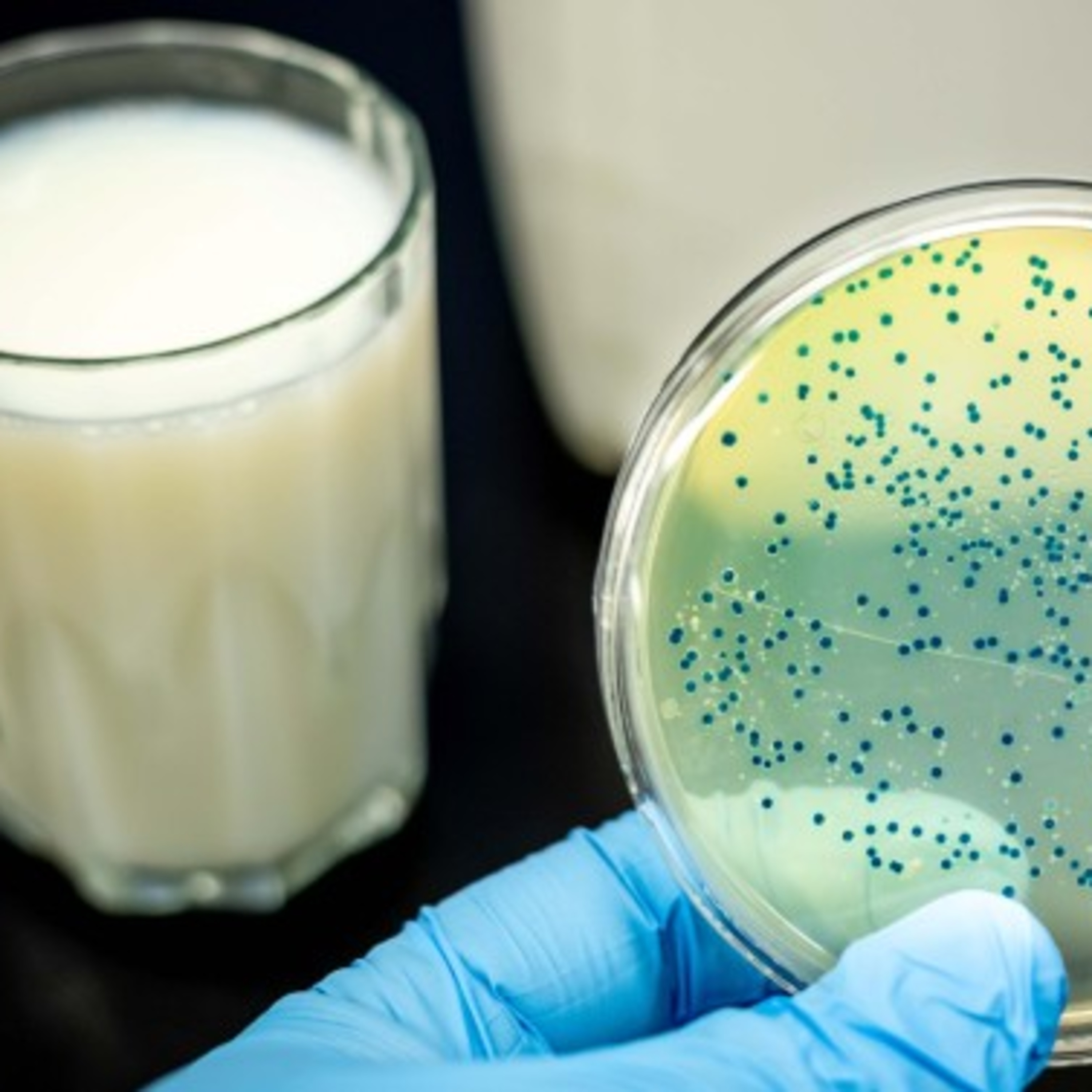 #13 استهلاك اللبن و الرايب و أخطار مرض الحمى المالطية في شهر رمضان