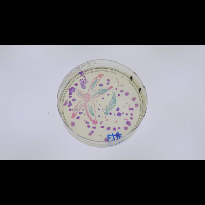 Arts Week: Harnessing Bacteria For Art