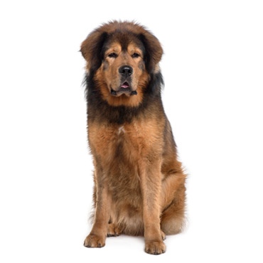 Dogue Du Tibet Photos Chien