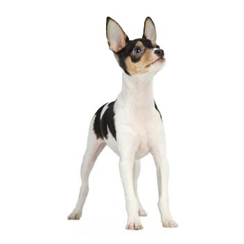 Toy Fox Terrier Dog Breed