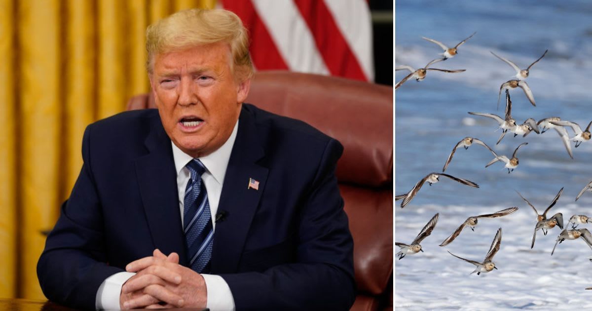 When Trump Administration Saved Energy Companies and Ruled Out the Killing of Migratory Birds