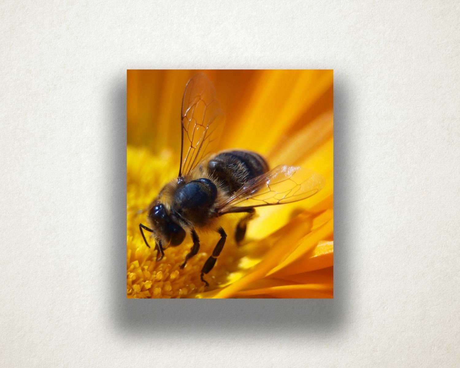 Flower And Bee Canvas Art, Bee Close Up Wall Art, Insect Canvas Throughout Most Recently Released Insect Wall Art (Gallery 11 of 30)