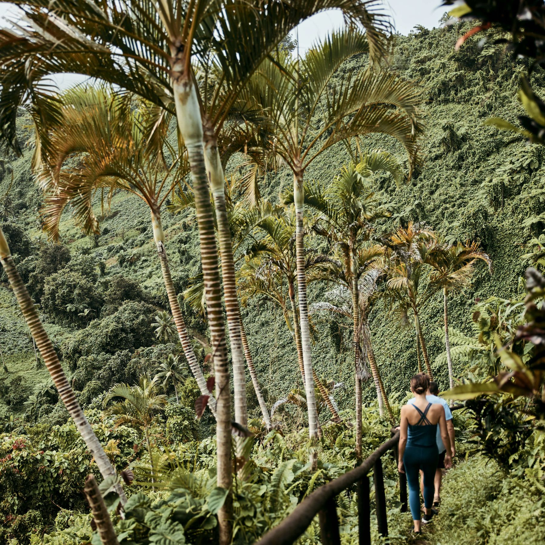 A Man Walking On A Path Between Palm Trees