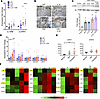 expression of STAT1 in tumors from CSA-exposed <span class='search_term_...