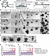 Activated T cells induce enteroid damage.