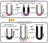 Schematic representation of hypothetical IFN-γ etiology augmenting irradiat