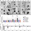 IFN-γ induces enteroid damage.