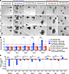 IFN-γ mediates enteroid damage induced by splenocyte activation.