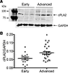 cPLA2 expression was increased in the arteries of advanced- compared with e