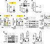 MIF downregulates adipose LPL expression through a CXCR/Akt signaling pathw