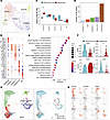 Characterization of B and NK cell subpopulations.