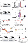 Uric acid inhibits the microtubule-destabilizing activity of rigosertib.