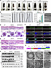 Adam17 (p.D647N) variant causes abnormal hair follicle morphology and hair