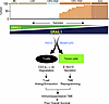 Schematic model showing involvements of ISG15/GRAIL1/mutant p53 axis influe