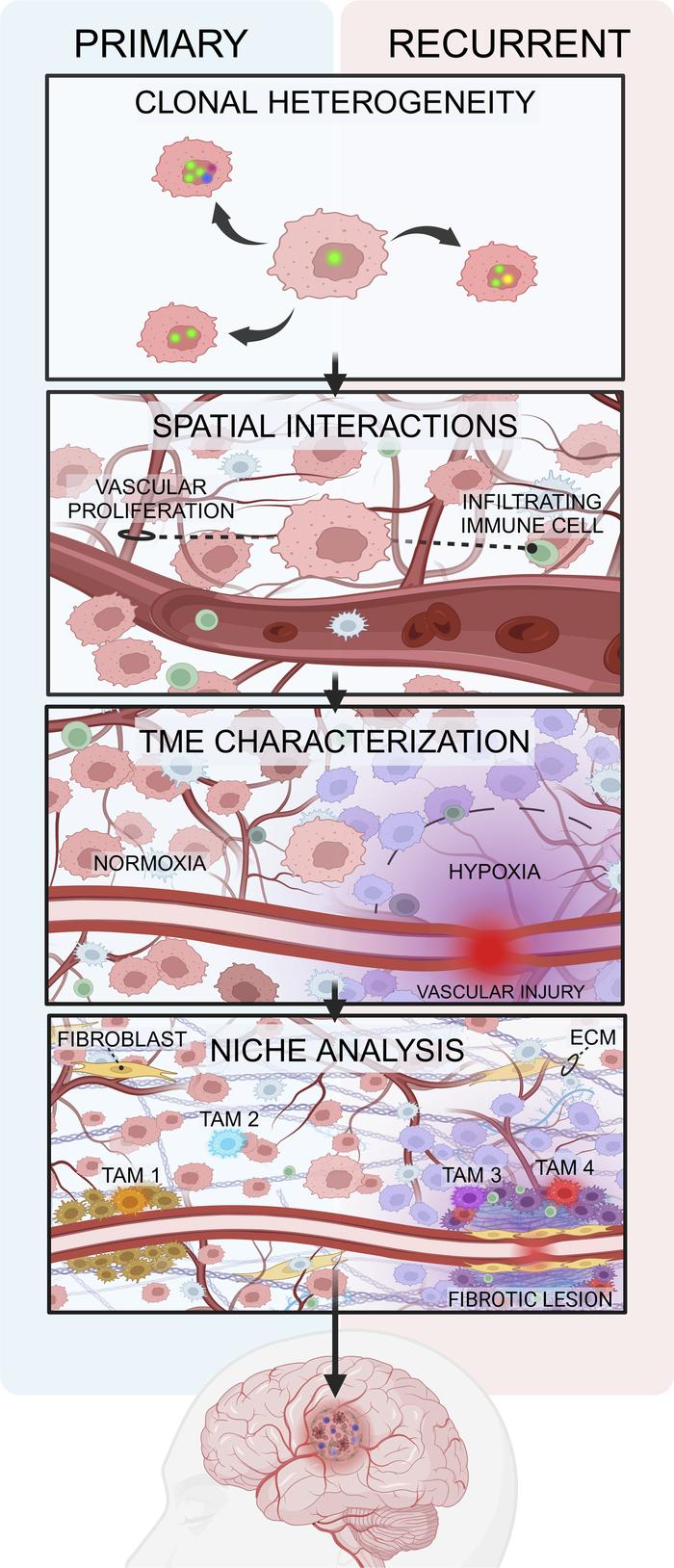 graphical abstract