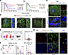 CXCL13 is principally produced by CD4+ tumor-infiltrating lymphocytes (TIL)